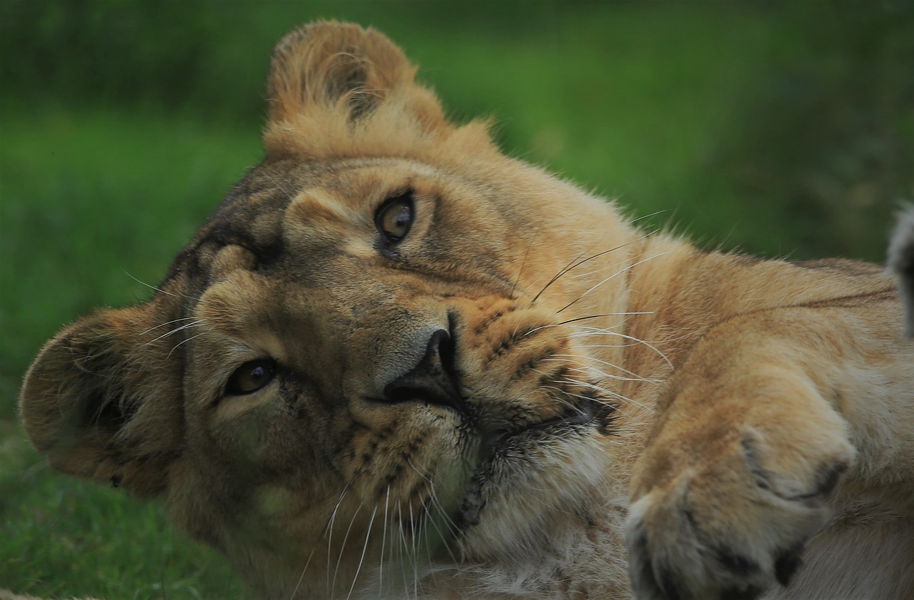 lioness  nature  wild free photo