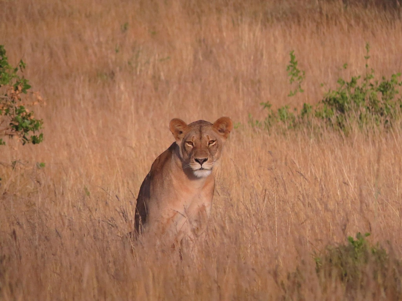 lioness savannah africa free photo