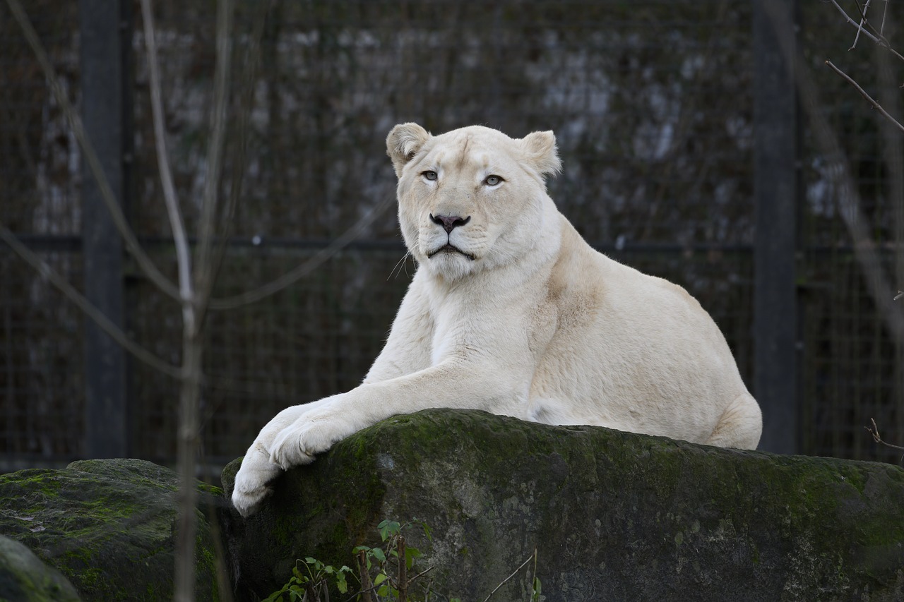 lioness  white lioness  zoo free photo