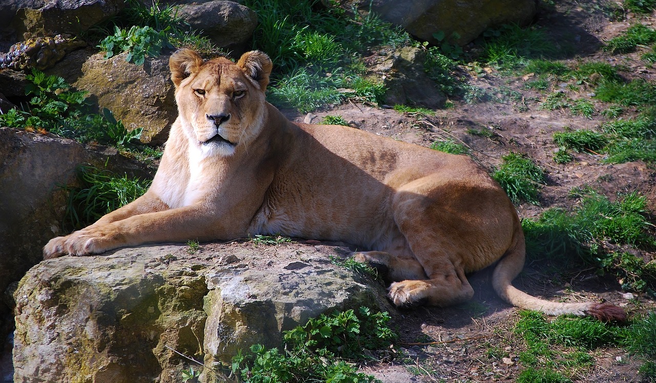 lioness  female lion  close up free photo