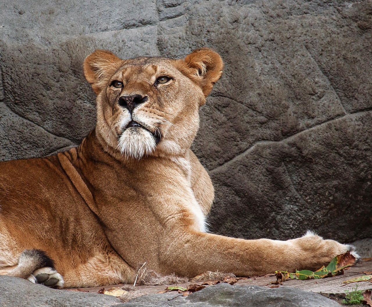 lioness  lion  predator free photo