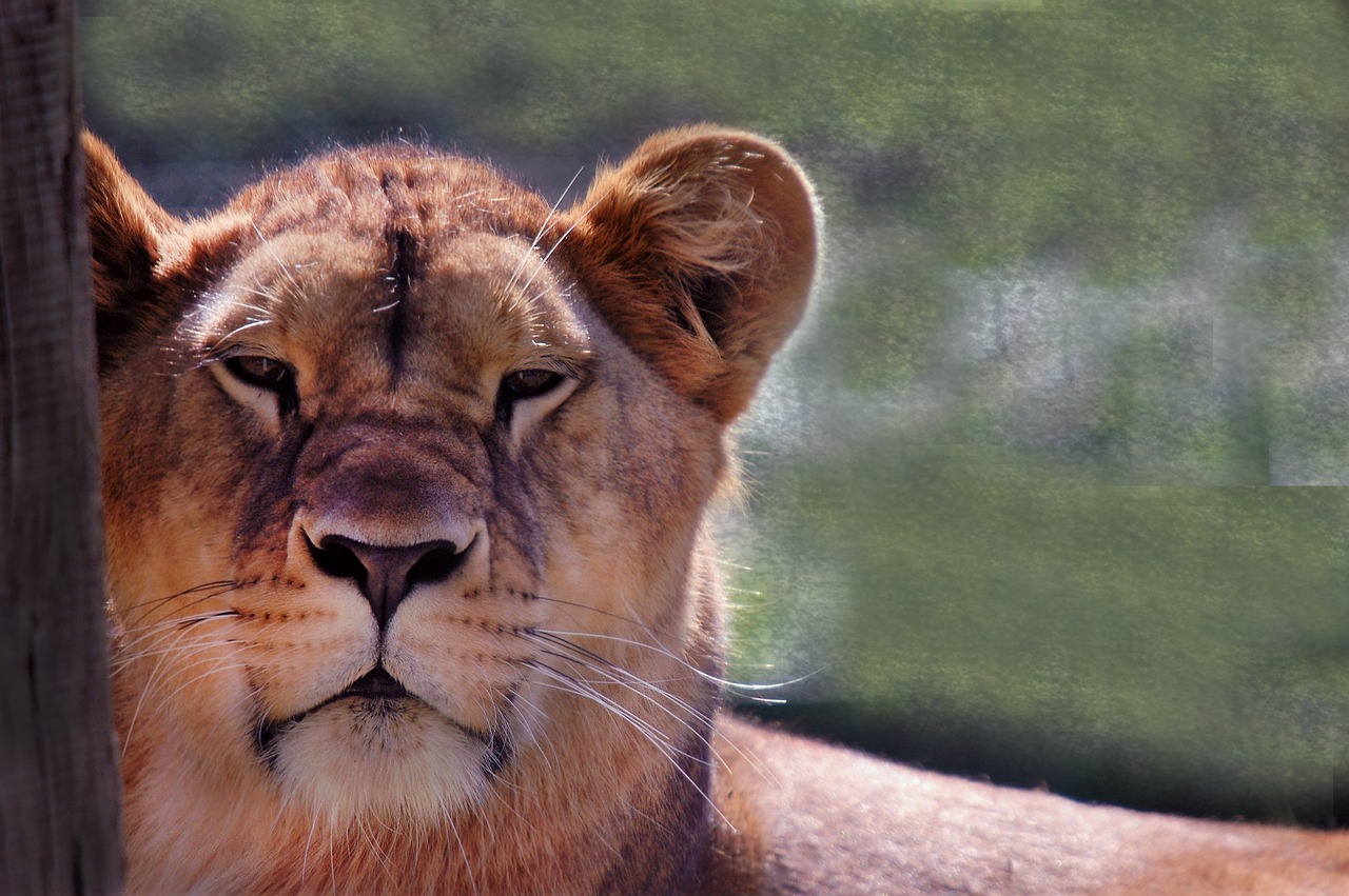 lioness  wild  africa free photo