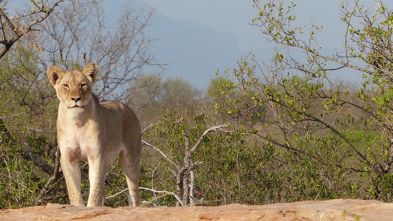 lioness  majestic  south africa free photo