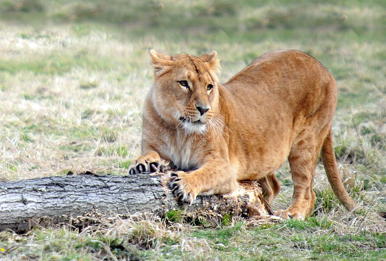 lioness  tawny  feline free photo