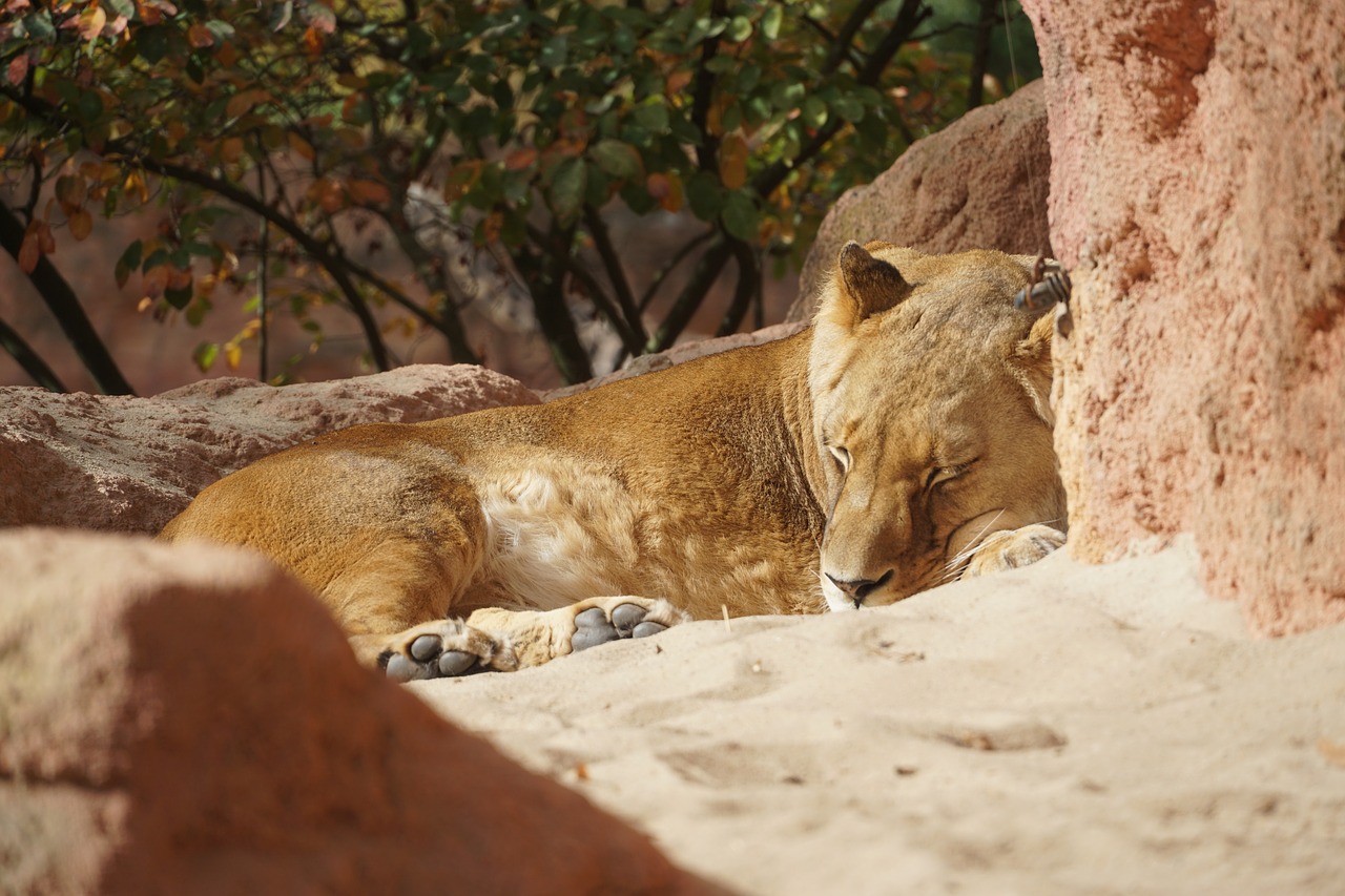 lioness  zoo  sun free photo