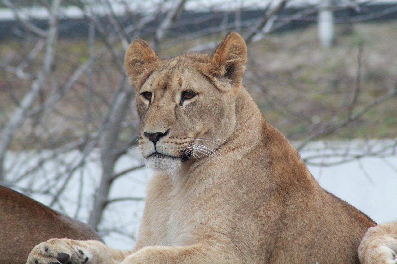 lioness  lion  wildlife free photo