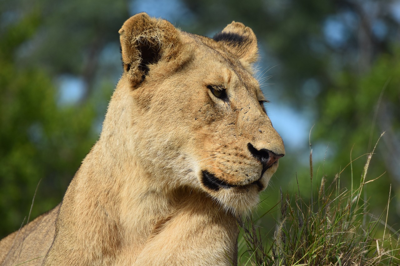 lioness  lion  africa free photo