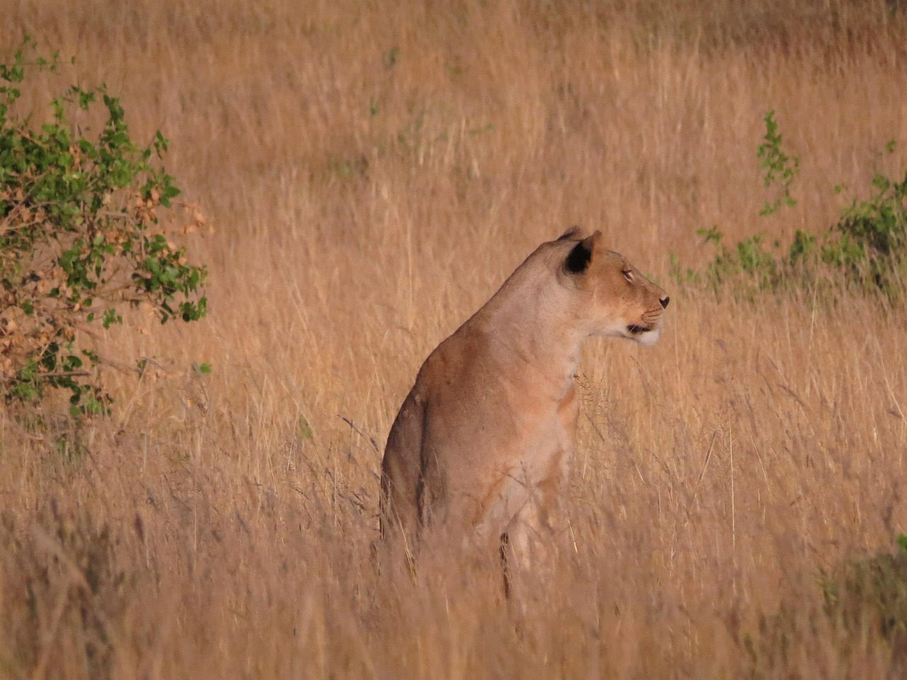 lioness kenya wildlife free photo