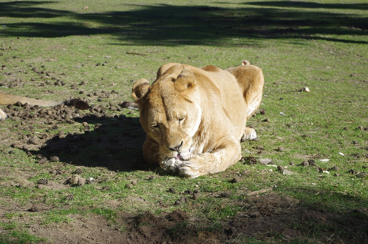 lioness  lion  animal free photo