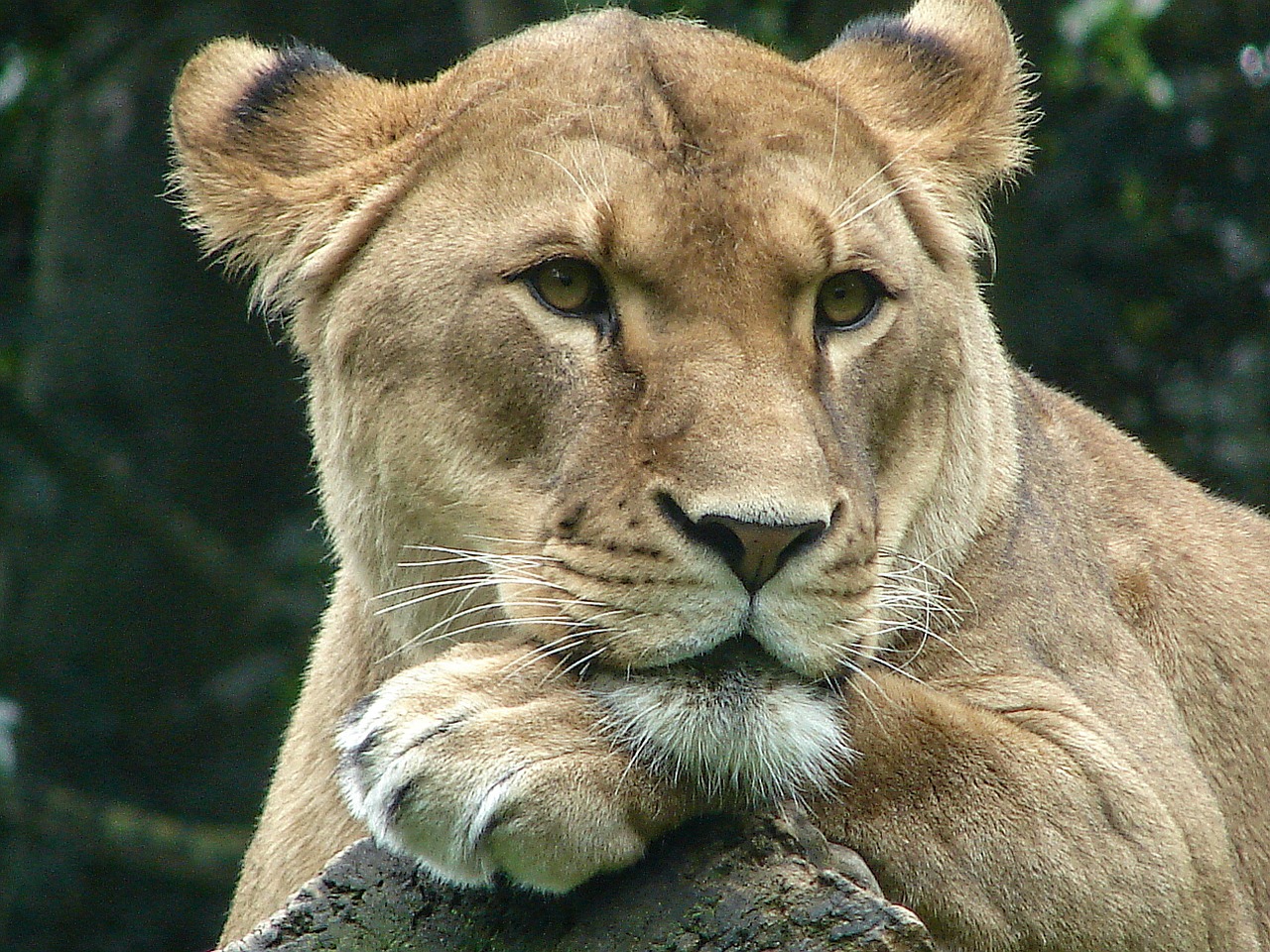 lioness animal world predator free photo