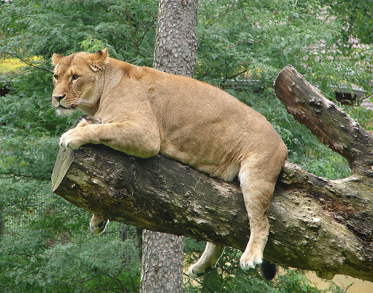 lioness predator rest free photo