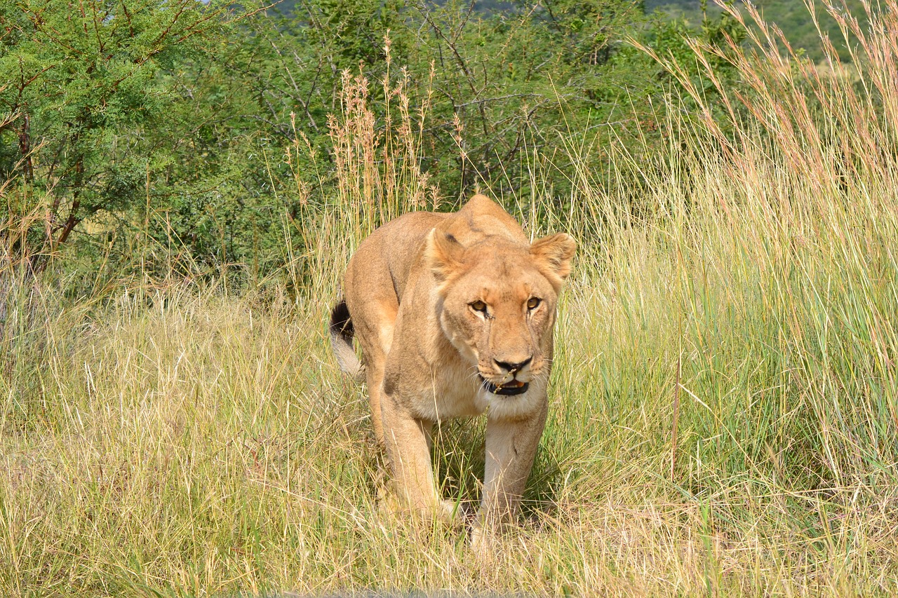 lioness  africa  wildlife free photo