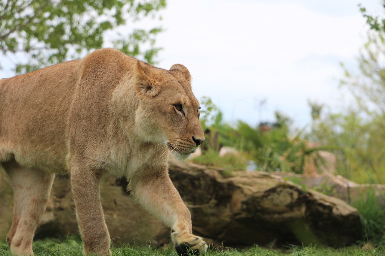 lioness  zoo  beauval free photo