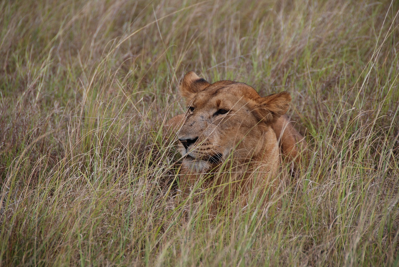 lioness  kenya  africa free photo