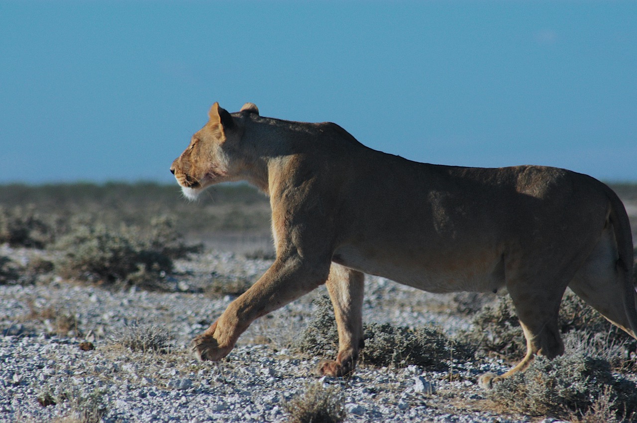 lioness  etosha  africa free photo