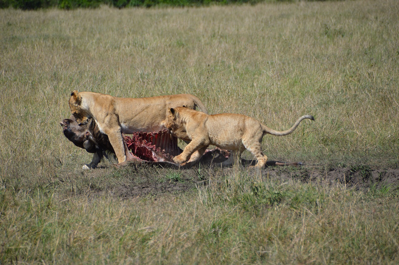 lioness  predator  africa free photo