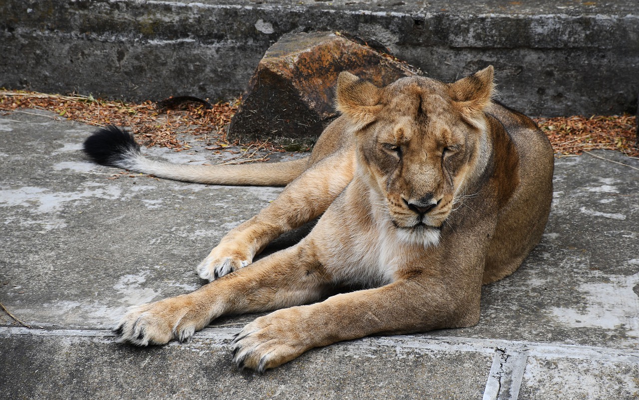 lioness  animal  cat free photo