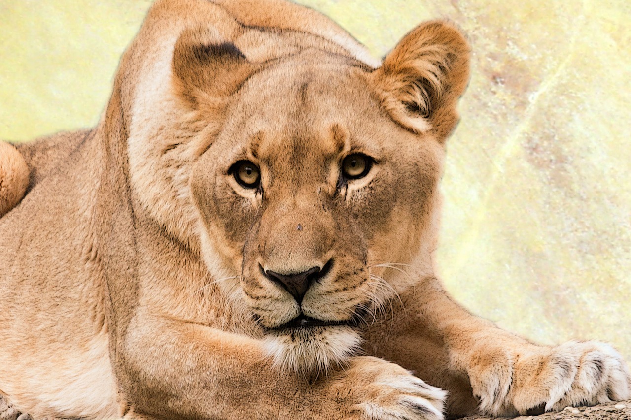 lioness predator animal world free photo