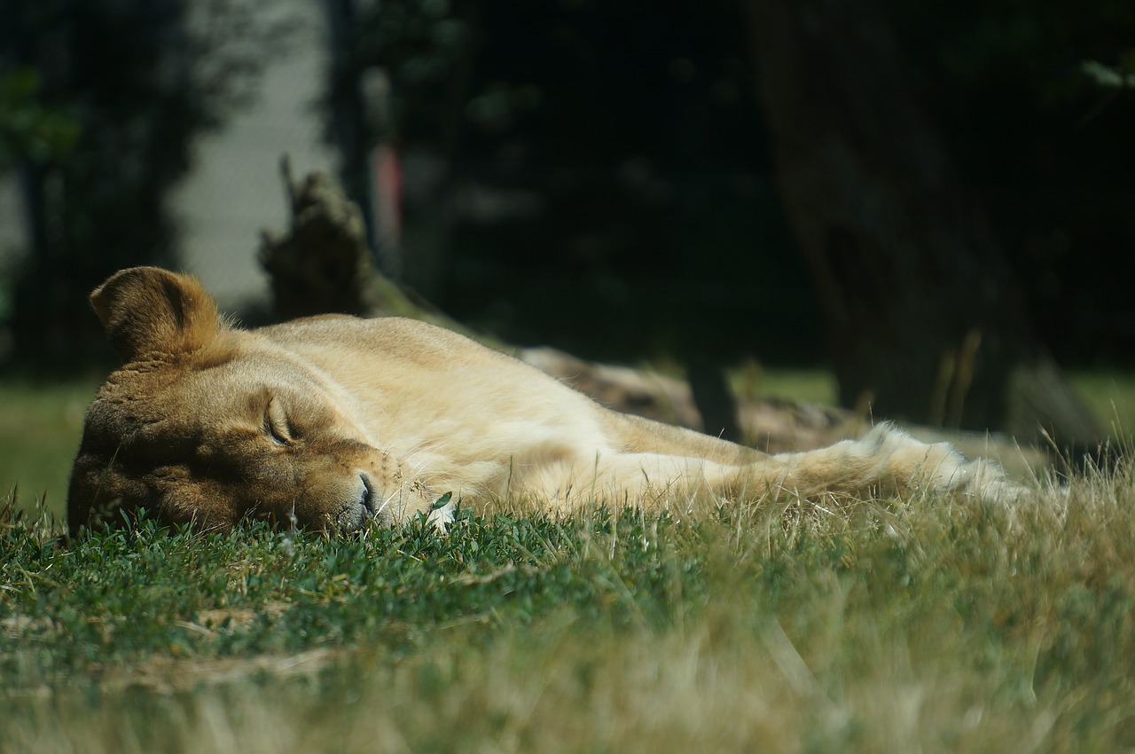 Lioness,lion,zoo,animal,sleep - free image from needpix.com