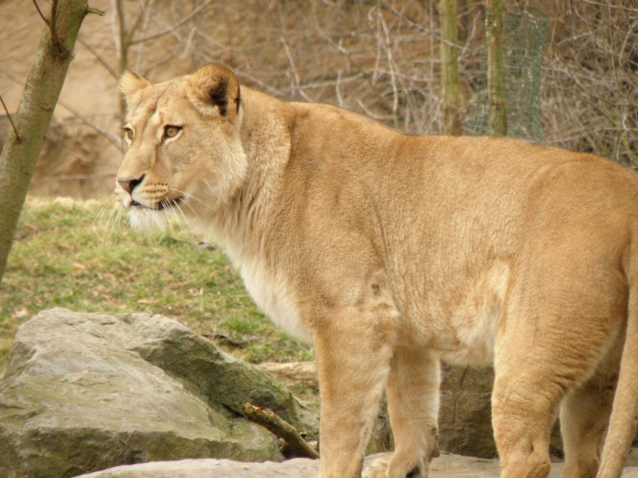 lioness zoo beast free photo