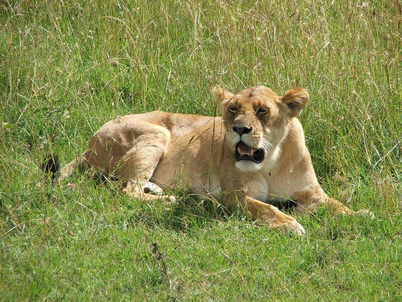 lioness africa grass free photo