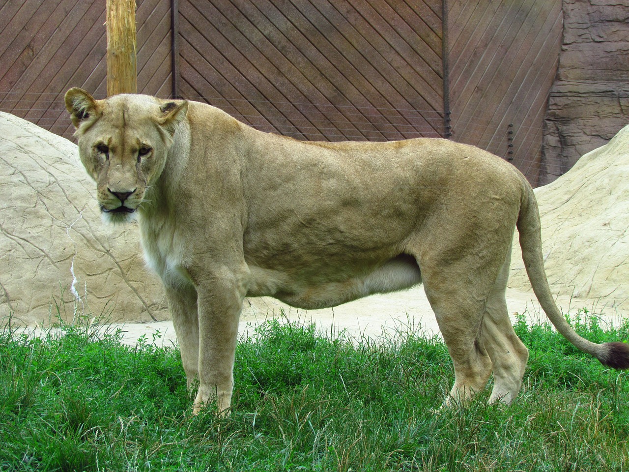lioness cat wild free photo