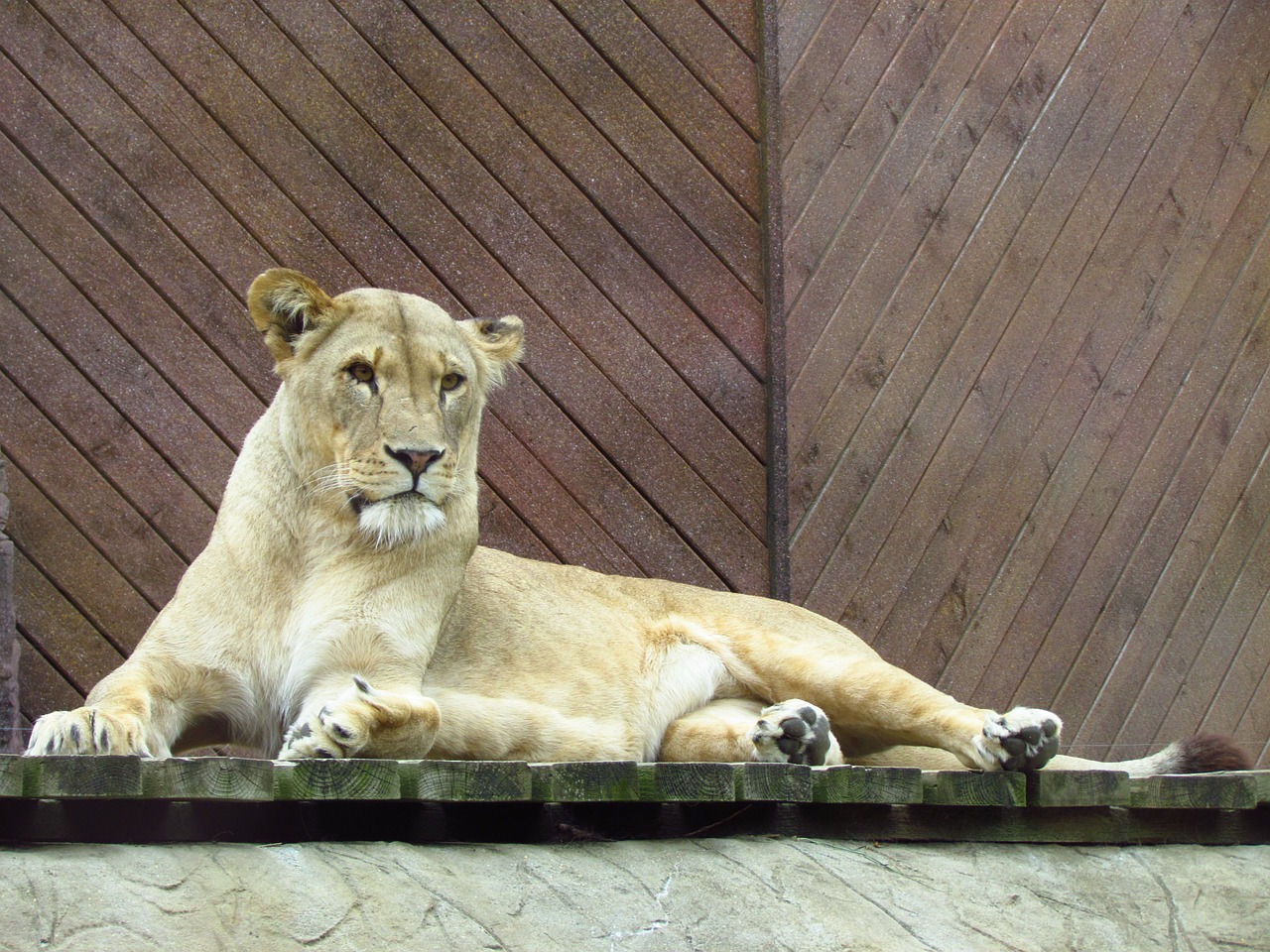 lioness cat wild free photo