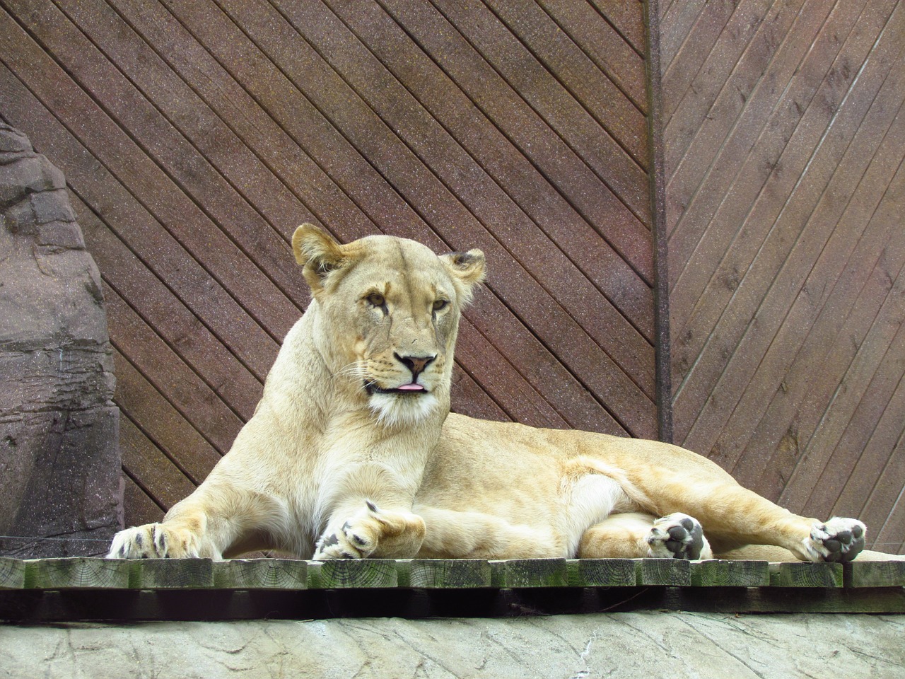 lioness cat wild free photo