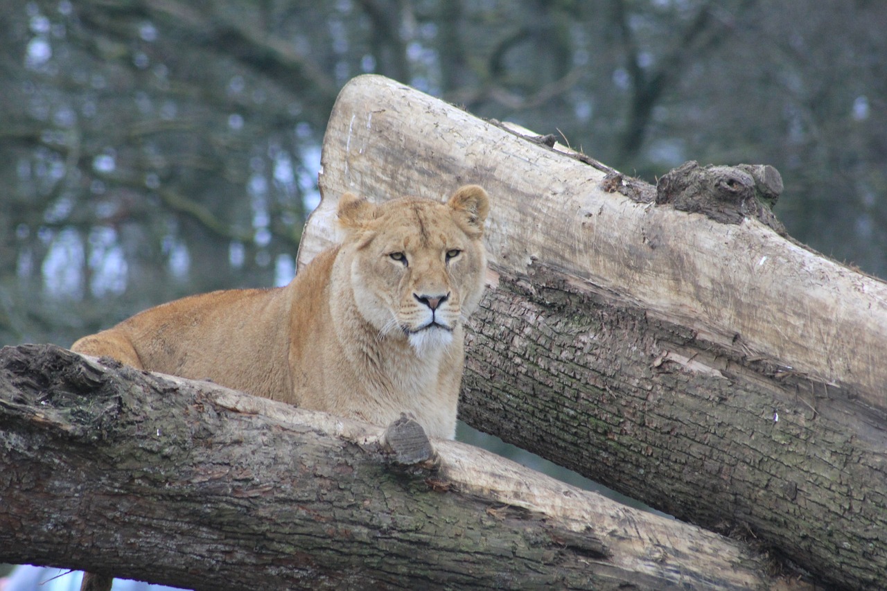 lioness trees animal free photo