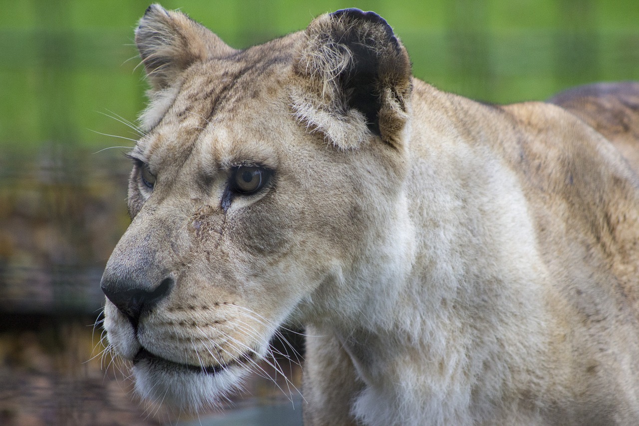 lioness animal wild free photo