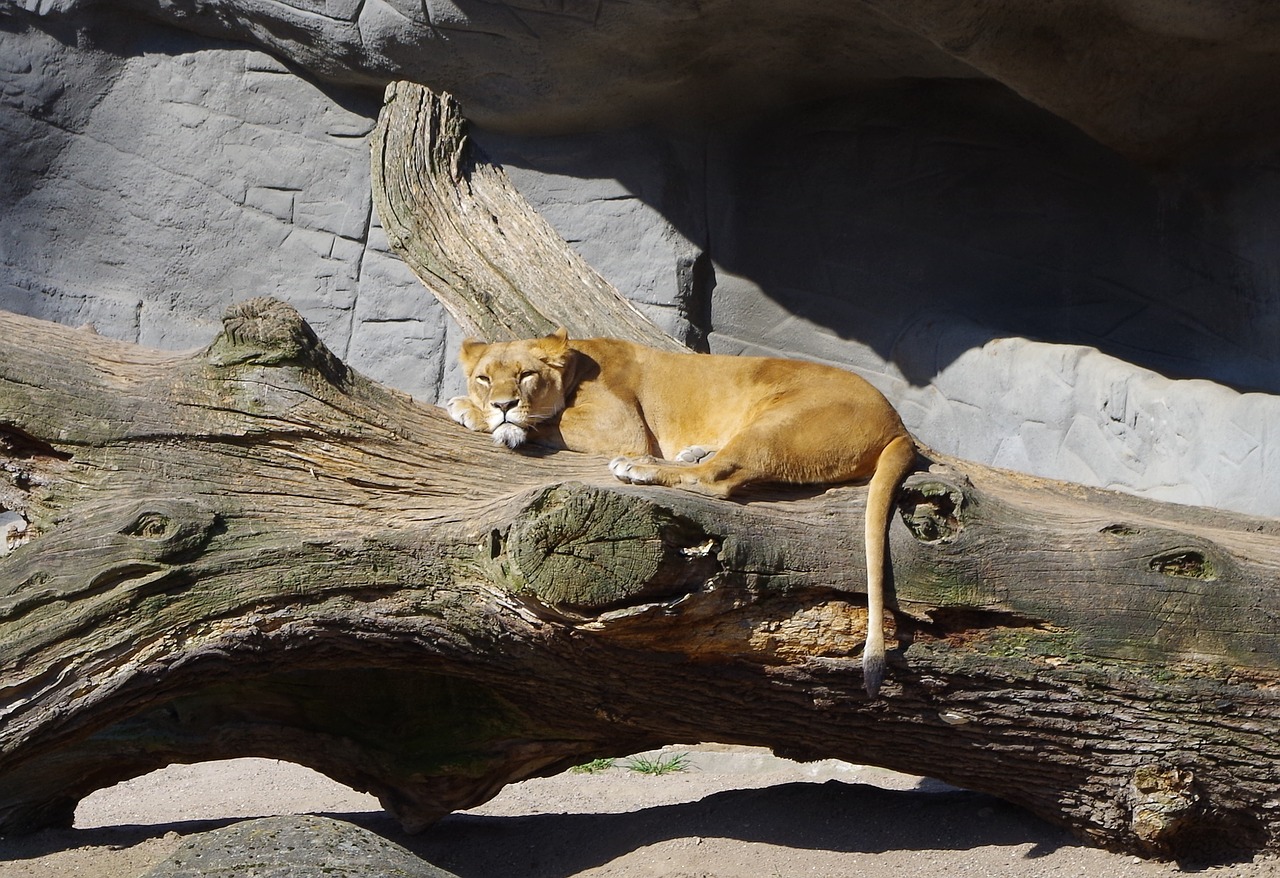 lioness wild animal wildcat free photo