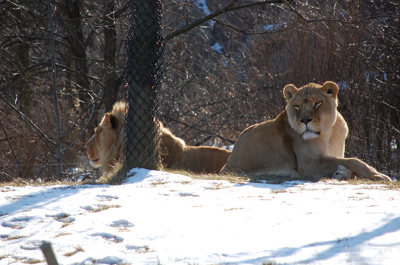 lioness lion animal free photo