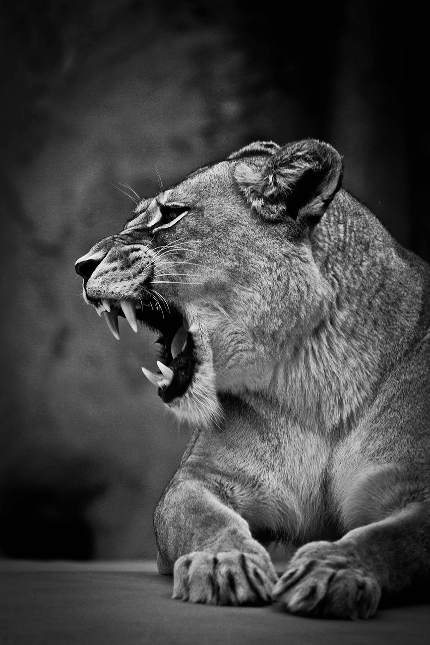 lioness predator cat free photo