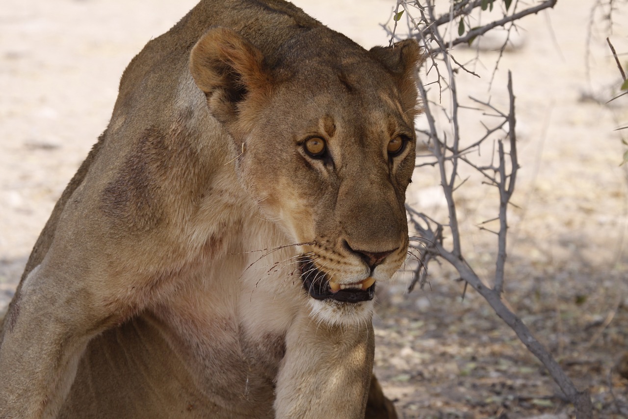 lioness full namibia free photo