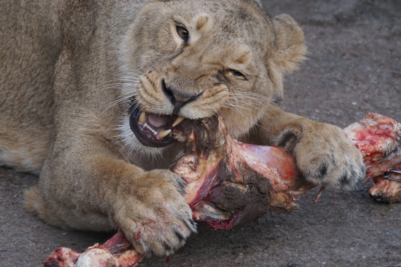 lioness food zoo free photo