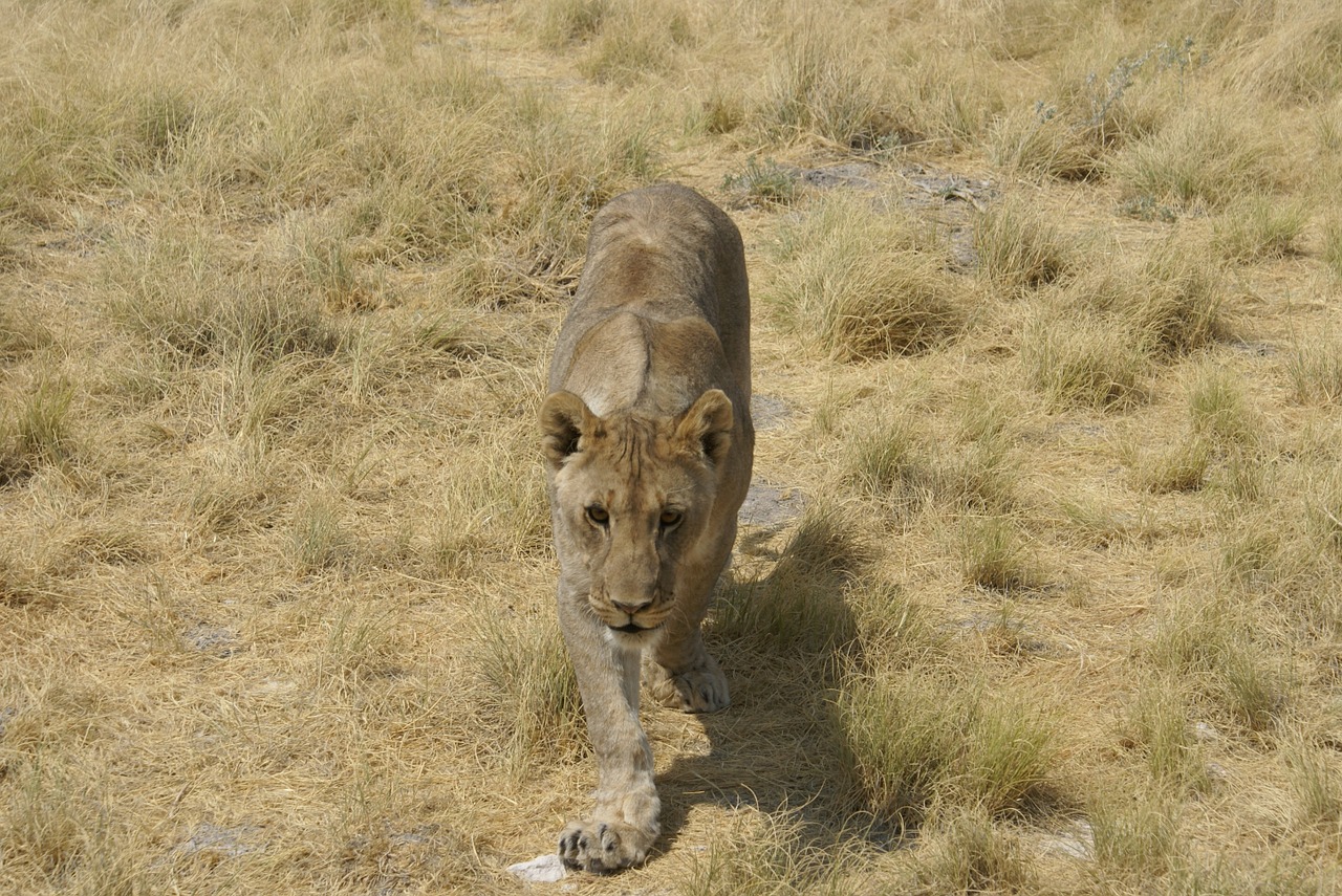 lioness frontal africa free photo