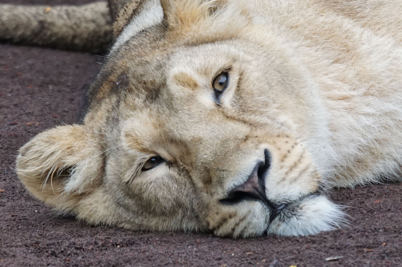 lioness rest carnivores free photo