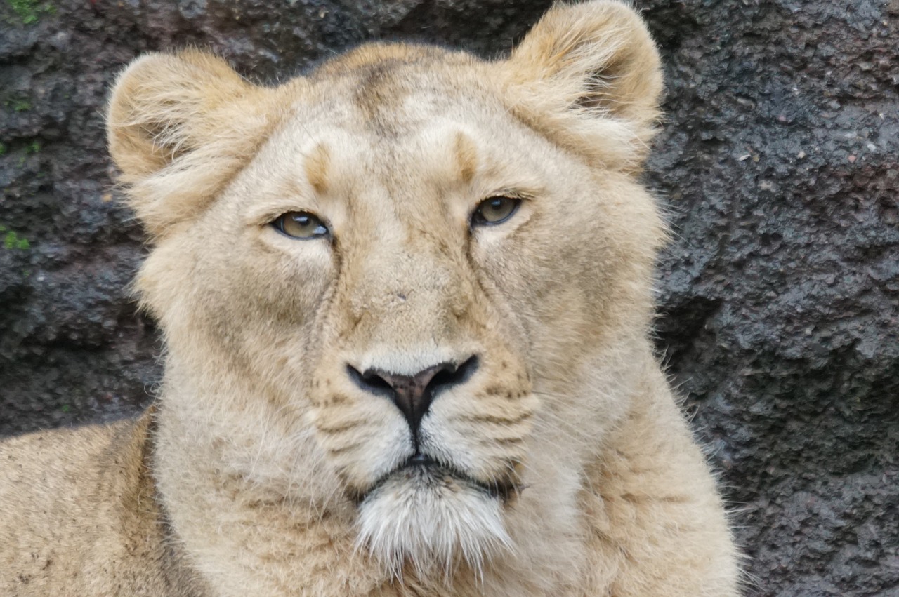 lioness relaxed predator free photo