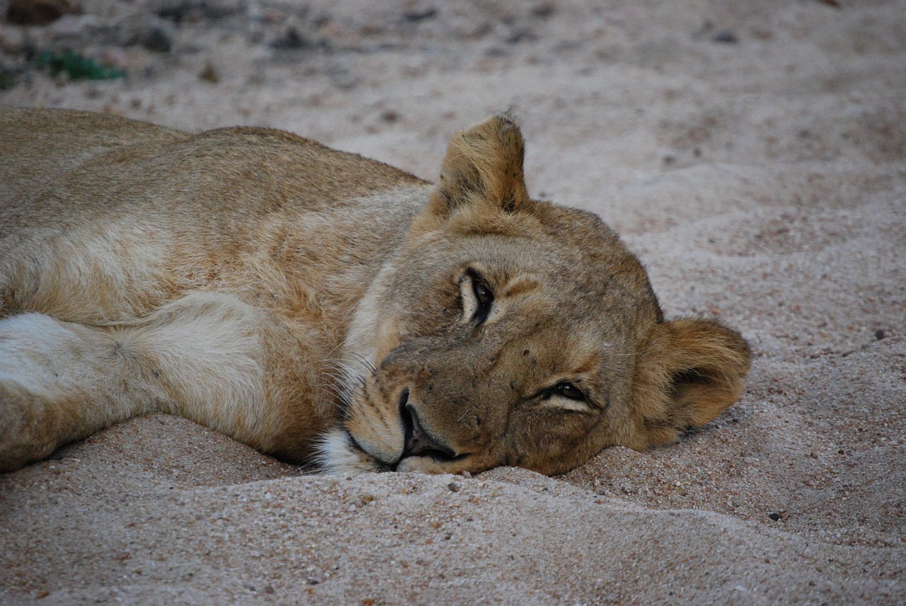 lioness lion wildlife free photo