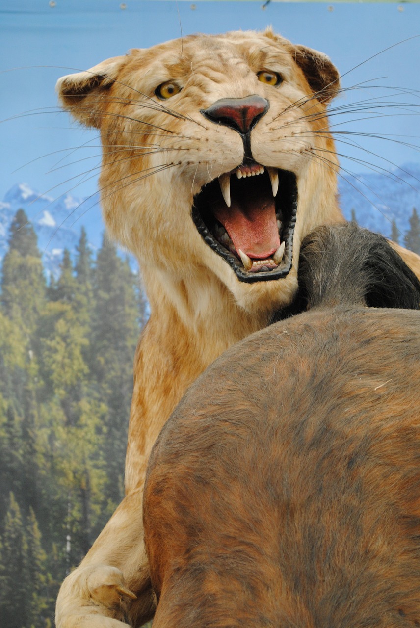 lioness beast hunting free photo