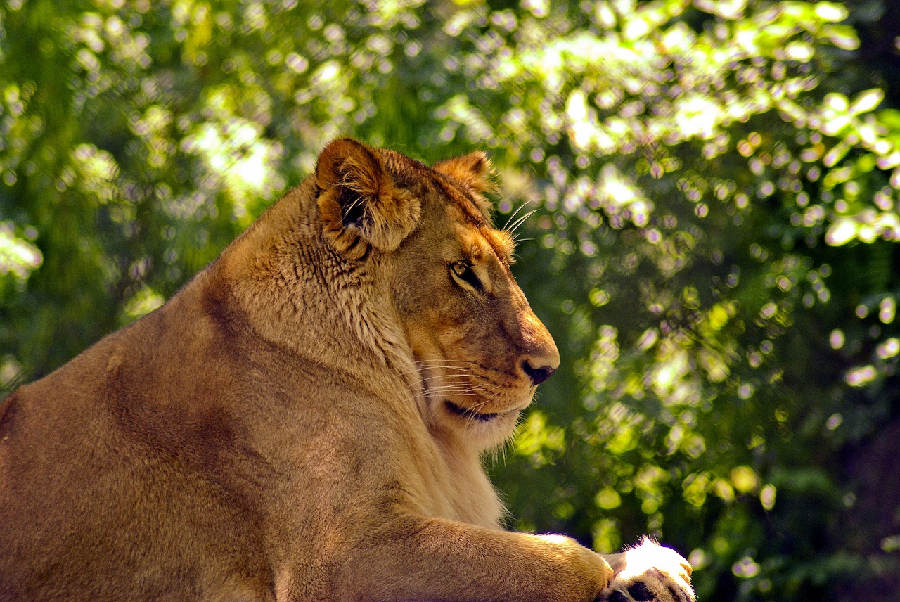 lioness at madison zoo  lion  cat free photo