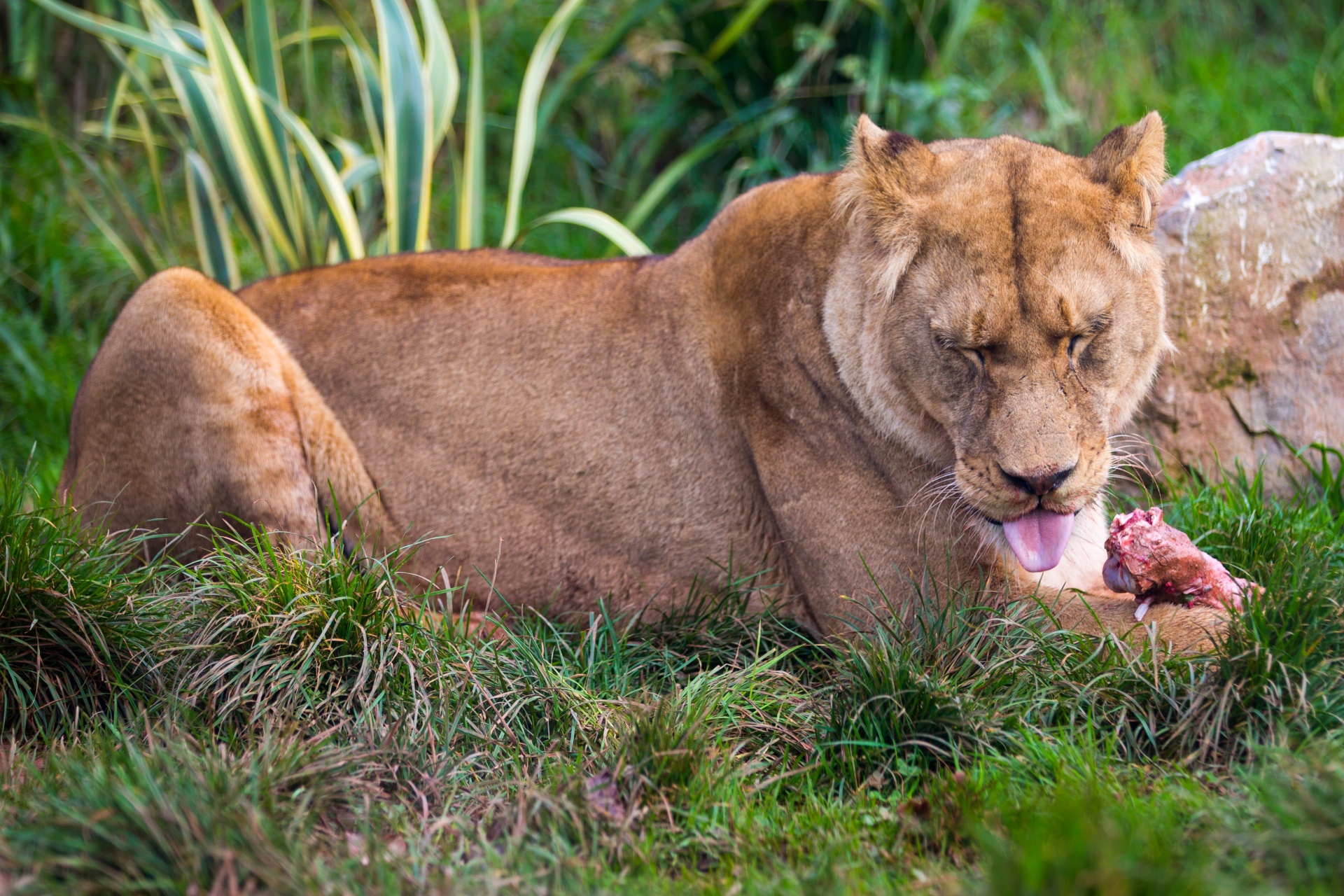 animal cat eating free photo