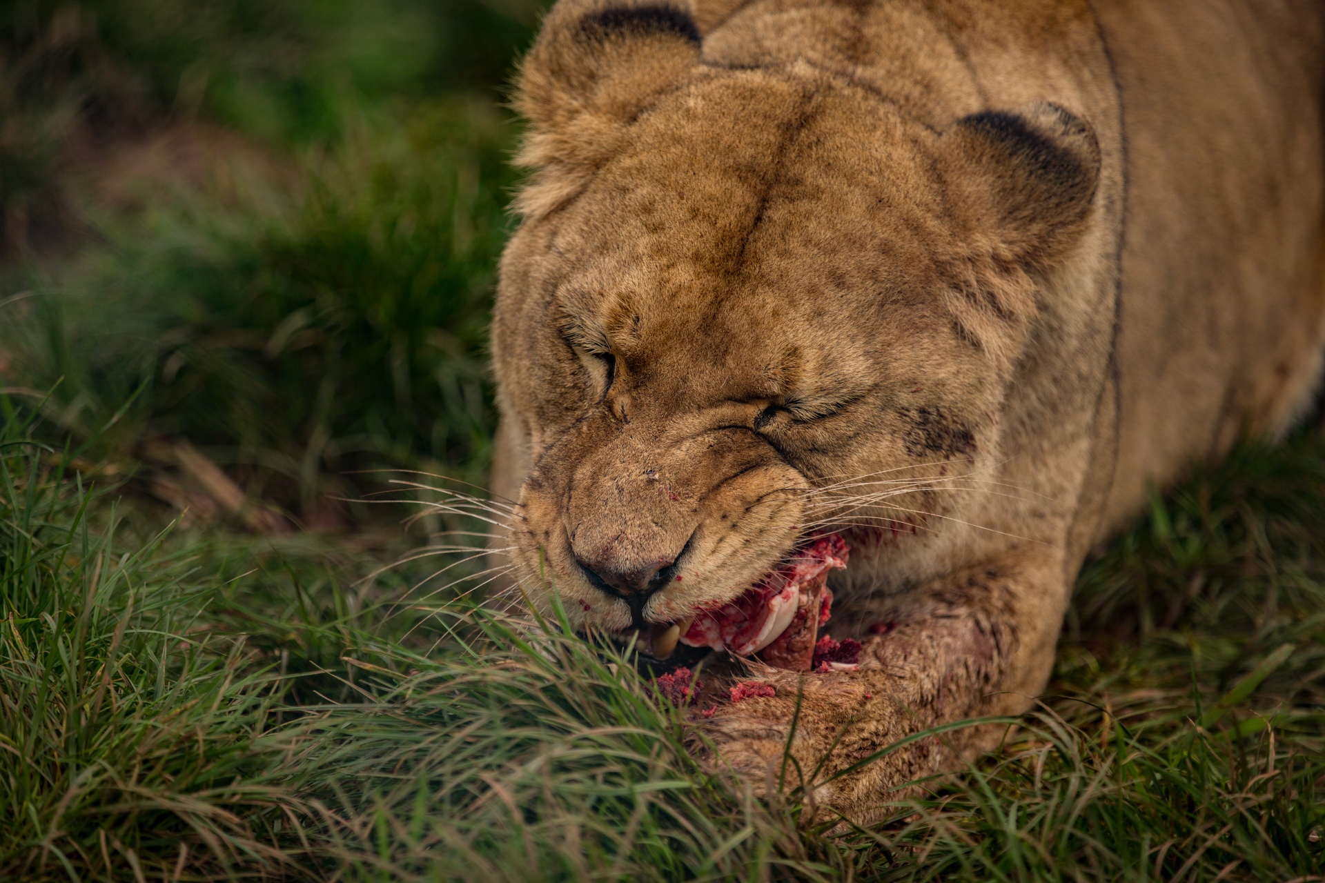 animal cat eating free photo