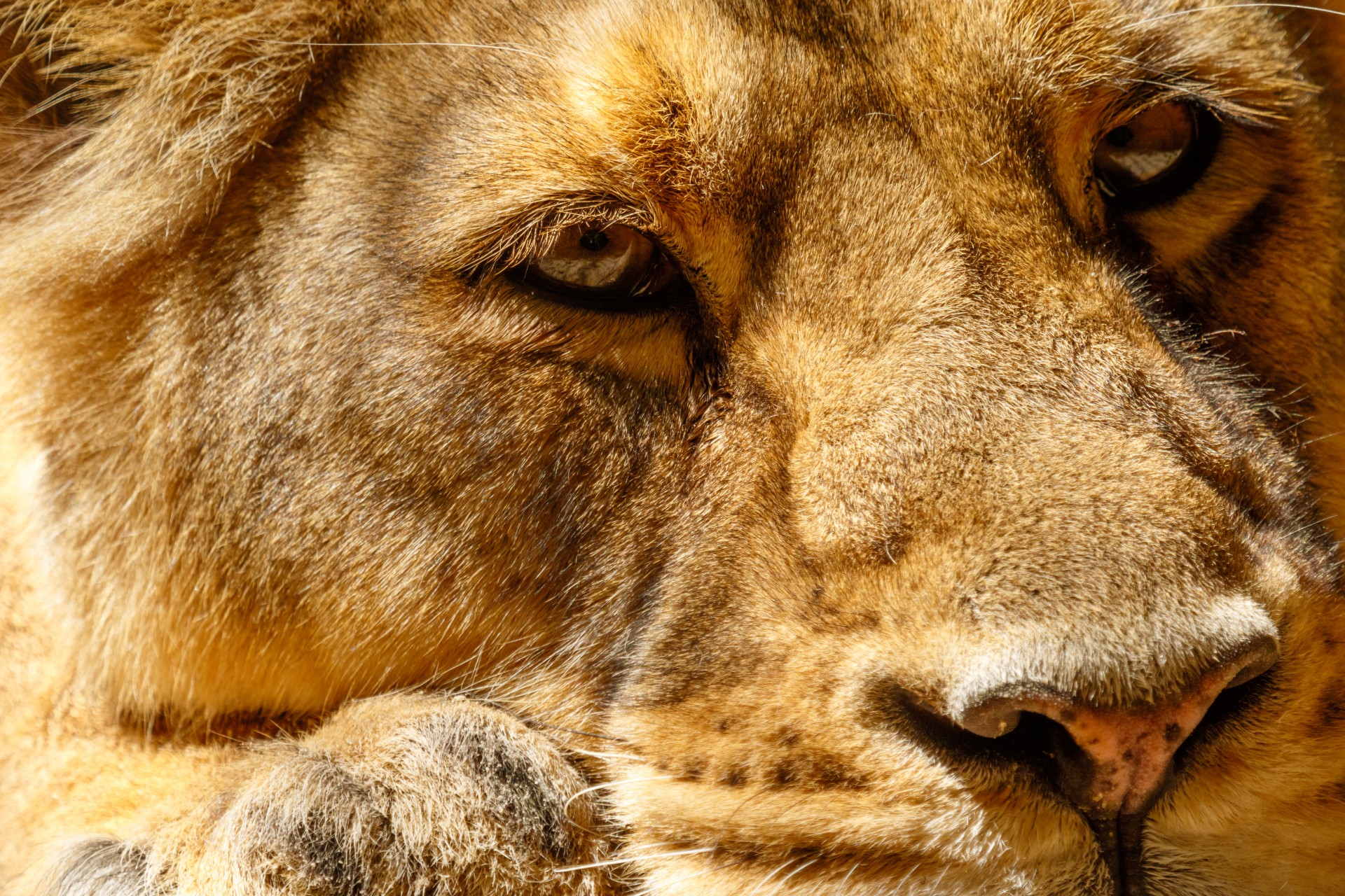 lioness animal head free photo