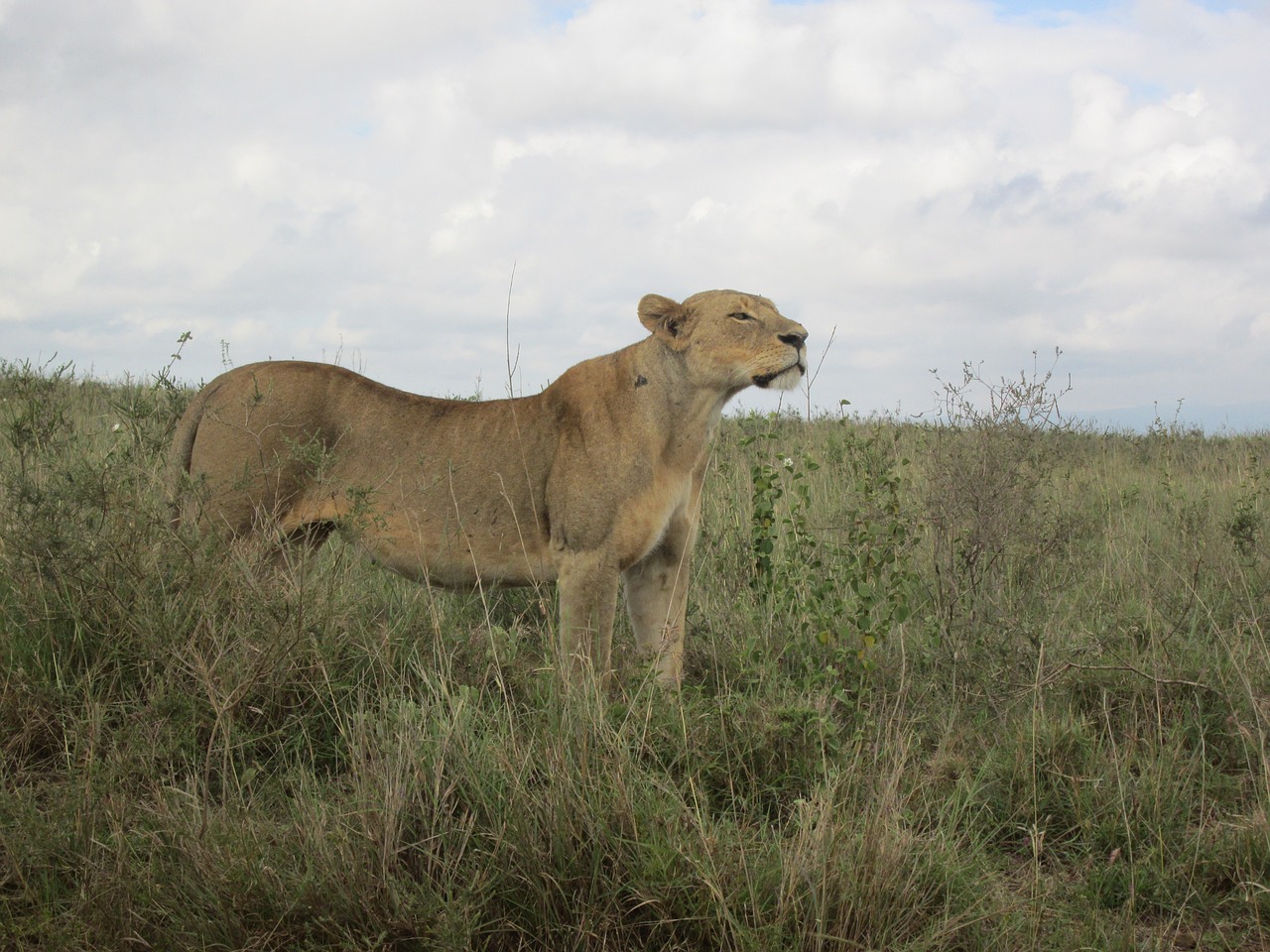 lioness in africa lion in kenya safari wildlife free photo