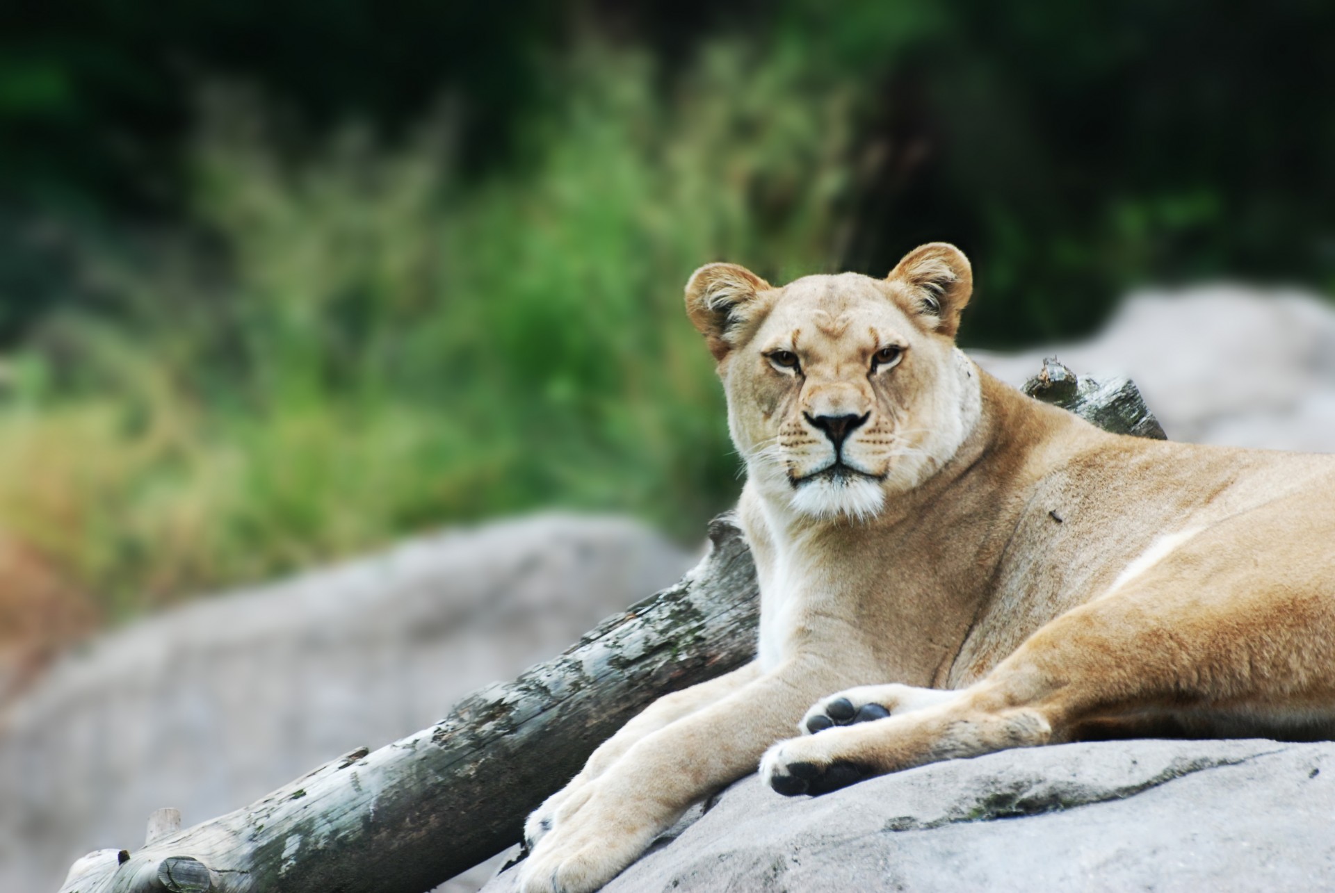 lion lioness lion rock free photo