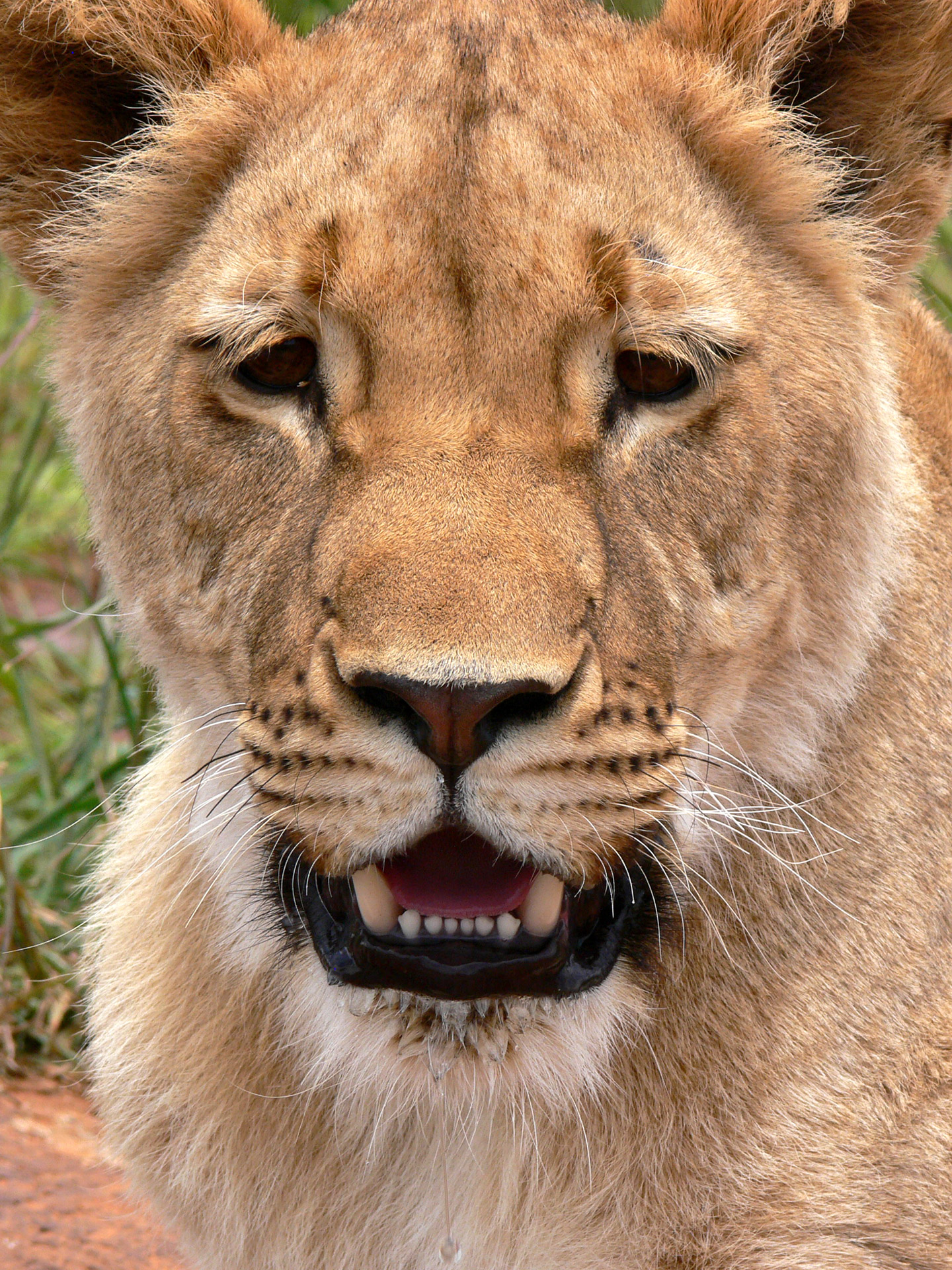 lion lioness portrait free photo