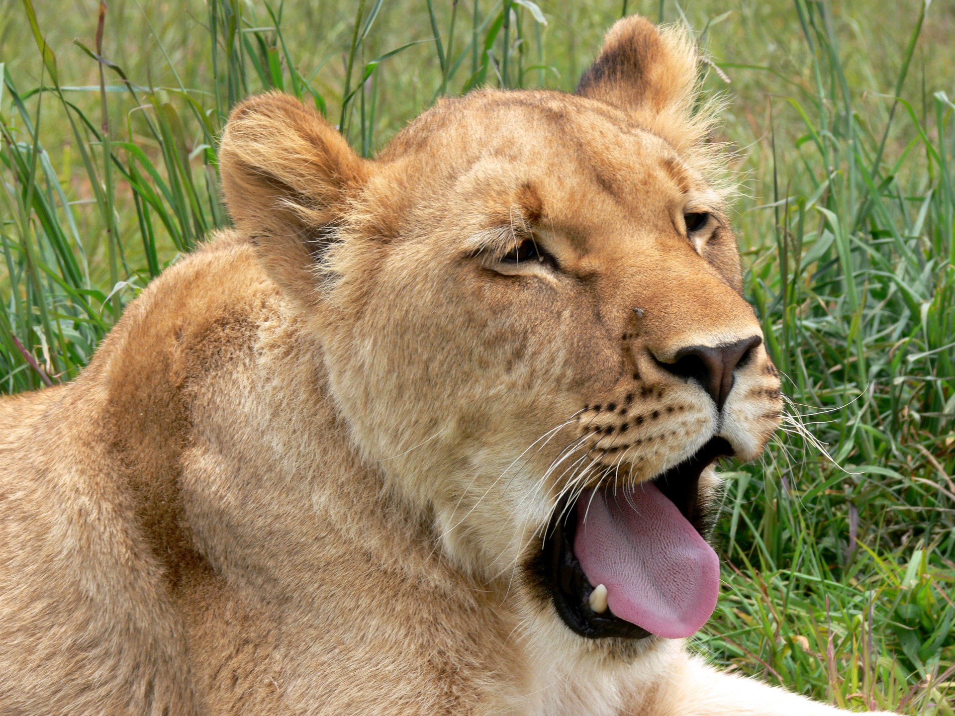 lion lioness yawn free photo