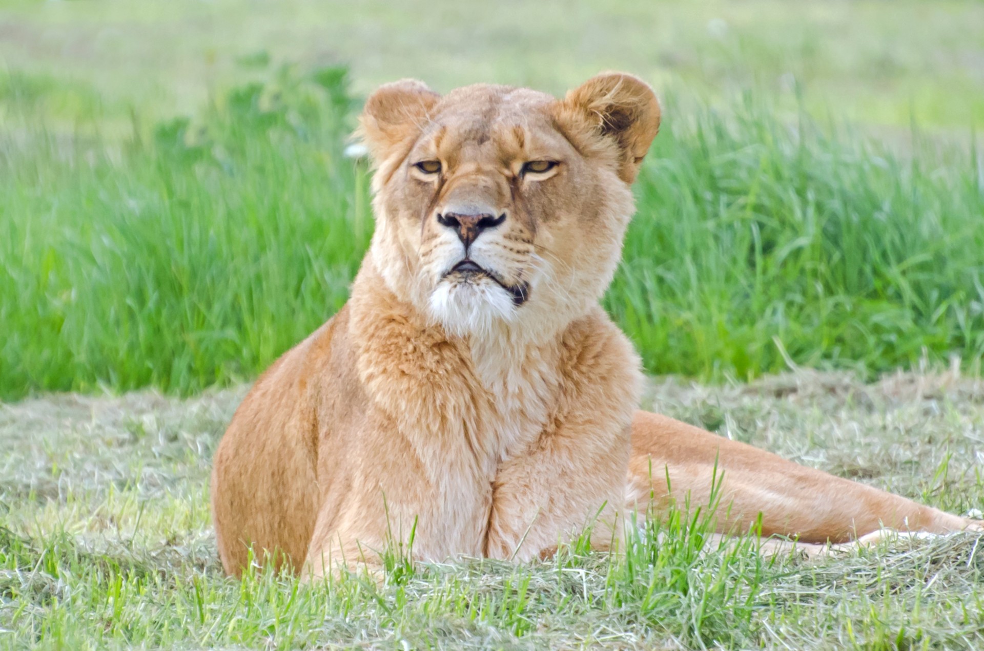 africa lioness lion free photo