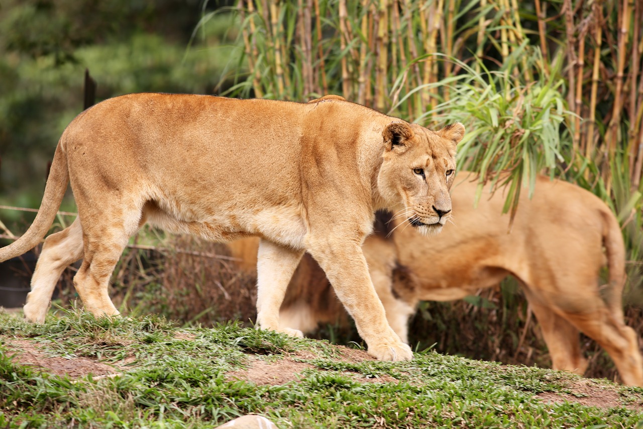 lionesses females animal free photo